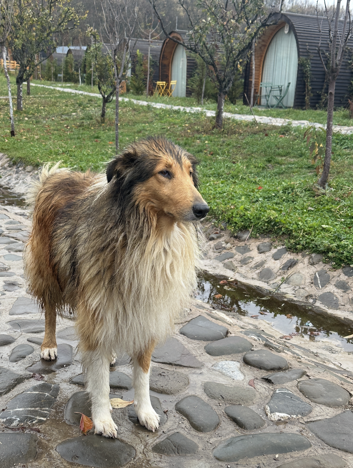 Reference dog photo